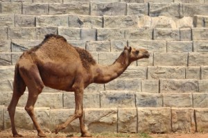 Image courtesy of Photokanok at FreeDigitalPhotos.net