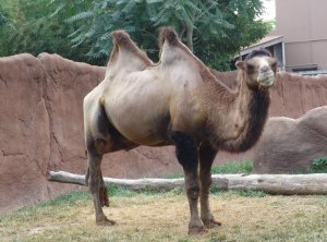 camel 2 humps