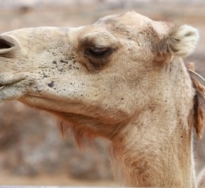 What Kind of Camel is Your&nbsp;Story?