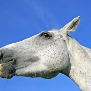 My Kingdom For Any Mode of Transportation But a&nbsp;Horse