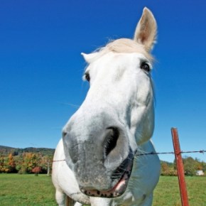 Horses: Fresh Takes on Old&nbsp;Standards