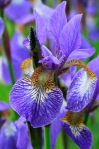 Iris by Tina Phillips freedigitalphotos.net