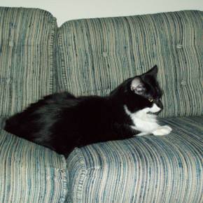 Vote for Your Favorite Cat&nbsp;Poem