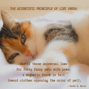 The Scientific Principle of Lint&nbsp;Brush