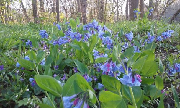 13086767_10207721873503062_6629409992539544333_o